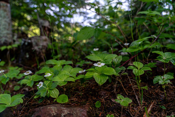 Forest floor