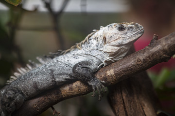 resting iguana