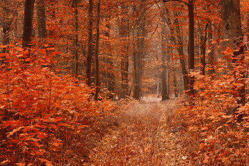 Dirty road in autumn beech forest.
