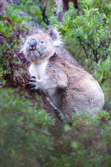 Koala up a tree, Victoria