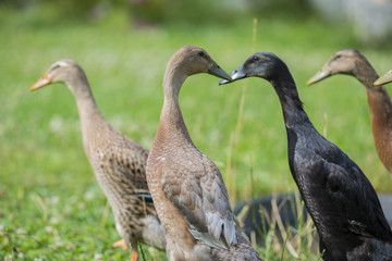 flock of indian runner ducks in the garden