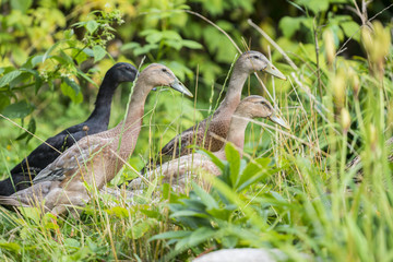 flock of indian runner ducks in the garden