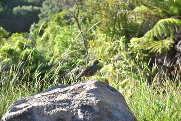 Vogel Schopfwachtel in Neuseeland