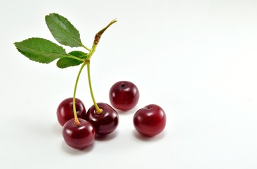 Ripe dark red cherry on the cuttings with leaves