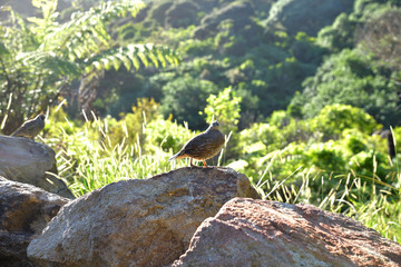 Vogel Schopfwachtel in Neuseeland