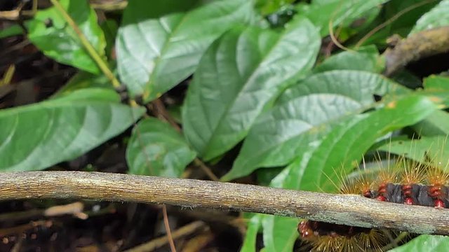 Red hairy caterpillar (Eupterote tetacea)  on leaves in tropical rain forest.