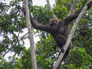 Gorilla in Gabon Endangered eastern gorilla in the beauty of african jungle (Gorilla gorilla)