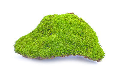 Fototapeta premium moss isolated on white background