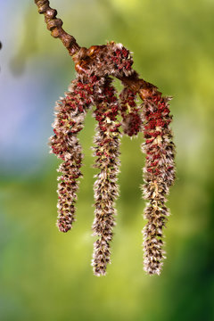 Silberpappel; populus alba; Bluetenkaetzchen