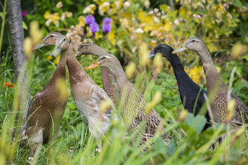 flock of indian runner ducks in the garden