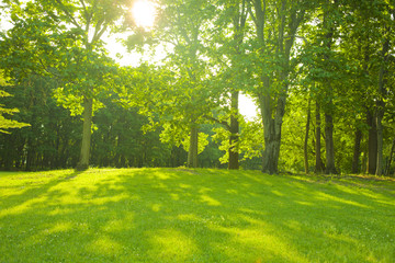 Fototapeta na wymiar morning park , shade of trees