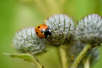  Ladybug macro insect 