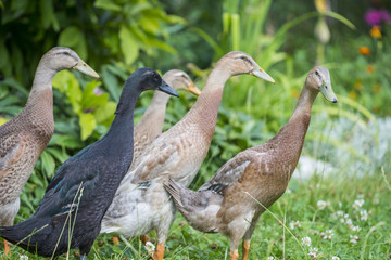 flock of indian runner ducks in the garden