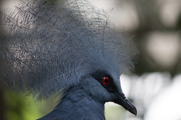 Close up of head of crowned pigeon