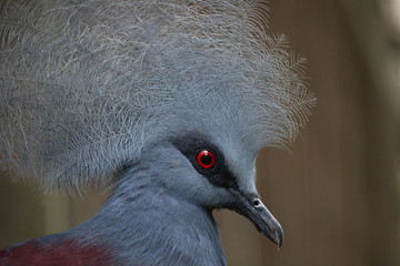 Close up of head of crowned pigeon