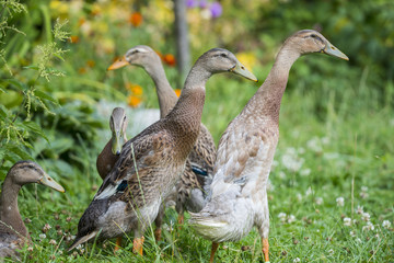 flock of indian runner ducks in the garden