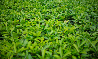 Leaves sprout dense trees and lush.