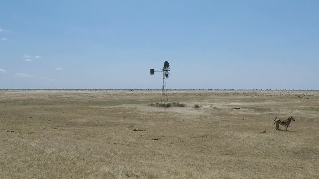 wild  living zebras in kenya