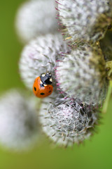  Ladybug macro insect 