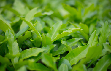 Leaves sprout dense trees and lush.