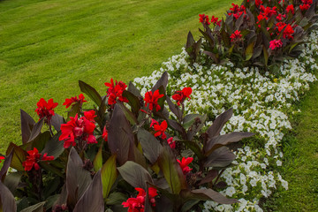 park outdoor colorful flowerbed concept space with white red flowers and green grass background in bright day time