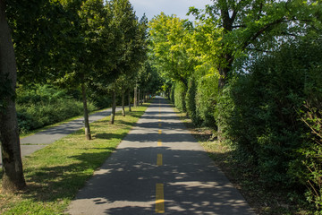 Fototapeta na wymiar cycle road with yellow marking between green trees in summer outdoor park