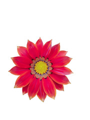 Beautiful red Gerbera flower  with Yellow Pollen on white background .
