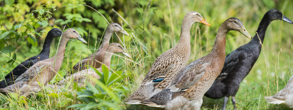 flock of indian runner ducks in the garden