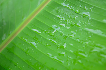 tropical banana leaf ,Green plants represent fertility of agricultural crops.
