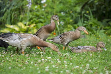 flock of indian runner ducks in the garden