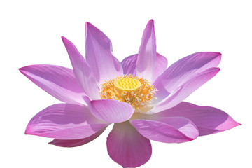 Beautiful pink water lily flower with Yellow Pollen on isolate background .