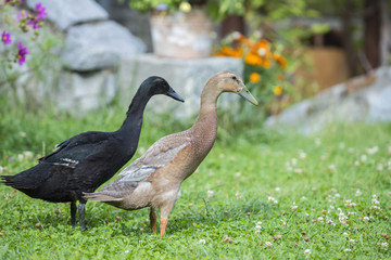 flock of indian runner ducks in the garden