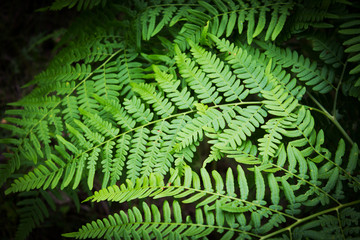 Fototapeta na wymiar Leaves of the fern. The leaves of the green fern in the forest. Natural background.
