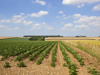 Fototapeta na wymiar upland potato crop