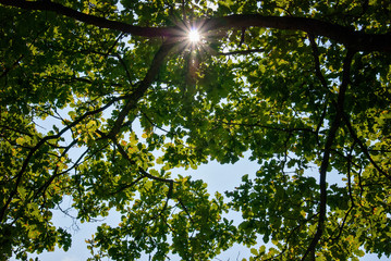 The sun shines through the leaves of oak