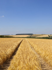 Fototapeta premium golden barley with tyre tracks