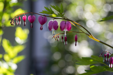 Dicentra spectabilis pink bleeding hearts on the branch, flowering plant in springtime garden,...