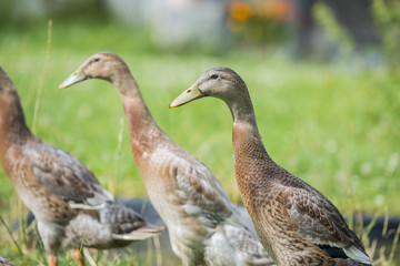 flock of indian runner ducks in the garden