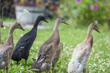 flock of indian runner ducks in the garden