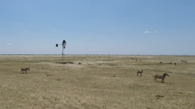 wild  living zebras in kenya