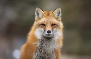 Fotobehang Red fox, Canada © Brittany