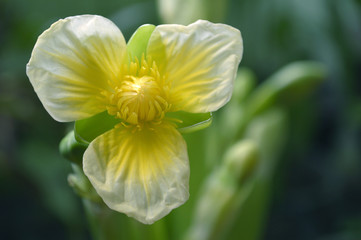 Yellow velvetleaf flower, Limnocharis sp., from Central of Thailand