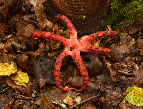 Tintenfischpilz; Clathrus archeri;