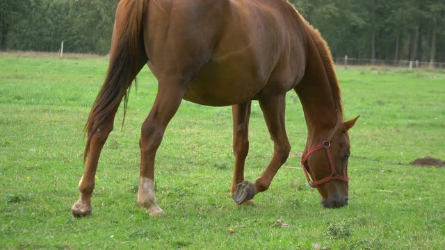 Professional video of horse standing on the meadow in 4K slow motion 60fps