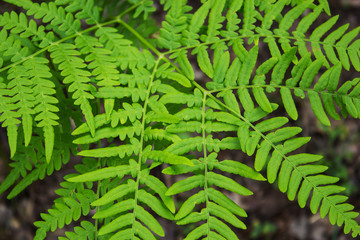 Leaves of the fern. The leaves of the green fern in the forest. Natural background.