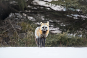 Red fox, cross colour phase, Canada