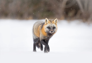 Red fox, cross colour phase, Canada