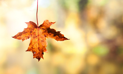 autumn orange maple leaf on a color blurred background