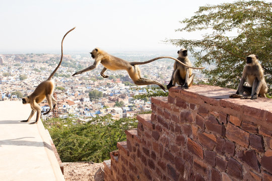 Hanuman Languars jumping, Jodhpur, India