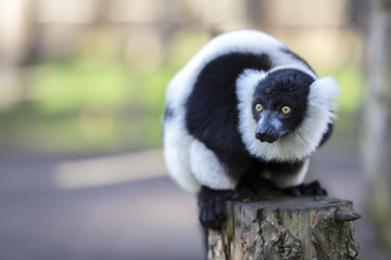 ring-tailed lemur